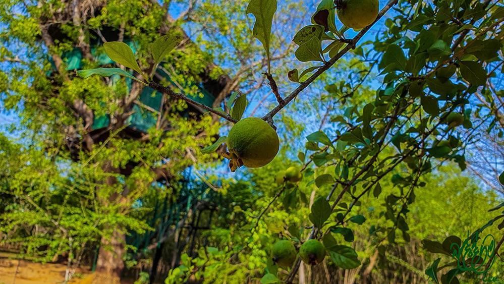 Yala Beddegama Eco Hotel Kataragama Buitenkant foto