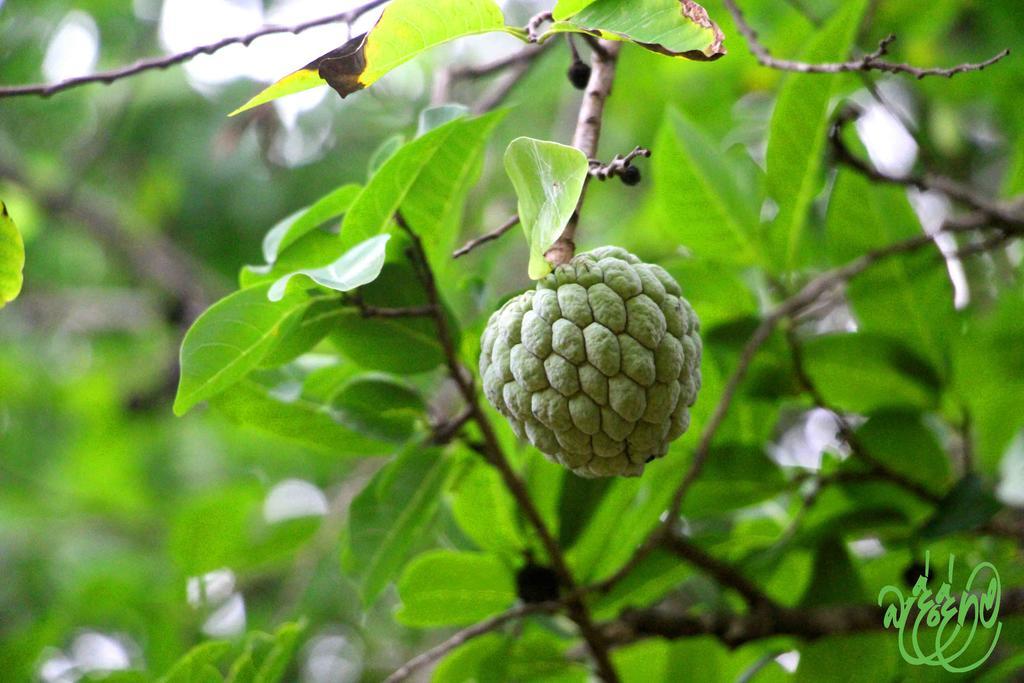 Yala Beddegama Eco Hotel Kataragama Buitenkant foto