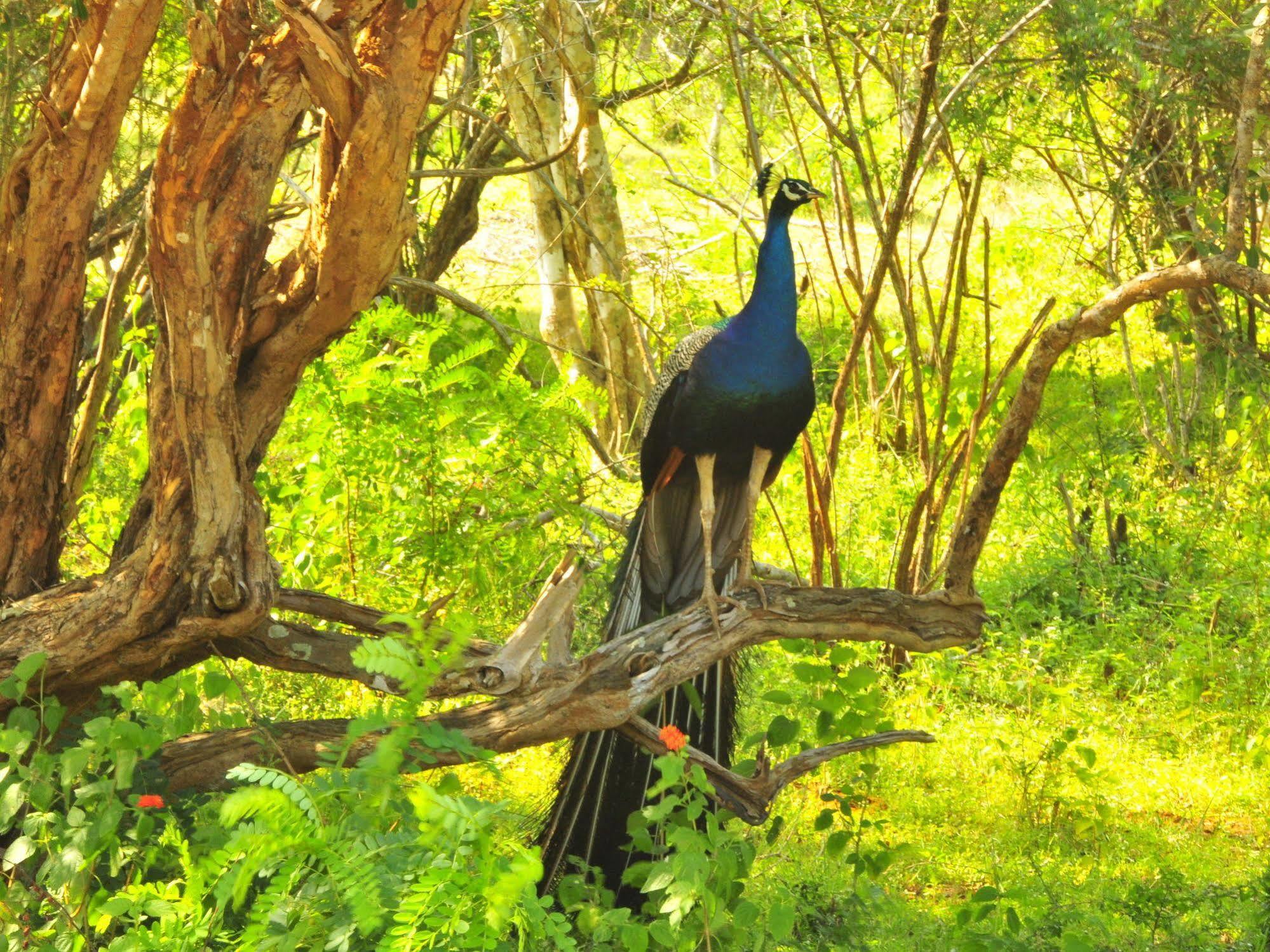 Yala Beddegama Eco Hotel Kataragama Buitenkant foto